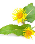 Elecampane