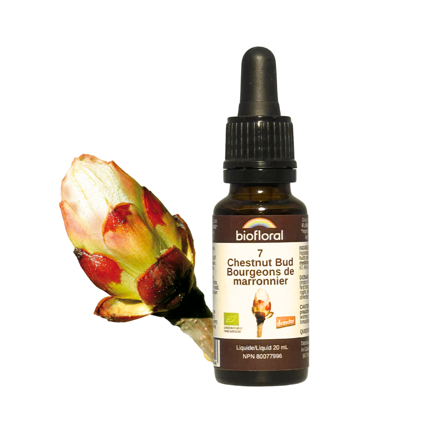 No. 7 Chestnut Bud | F-F07