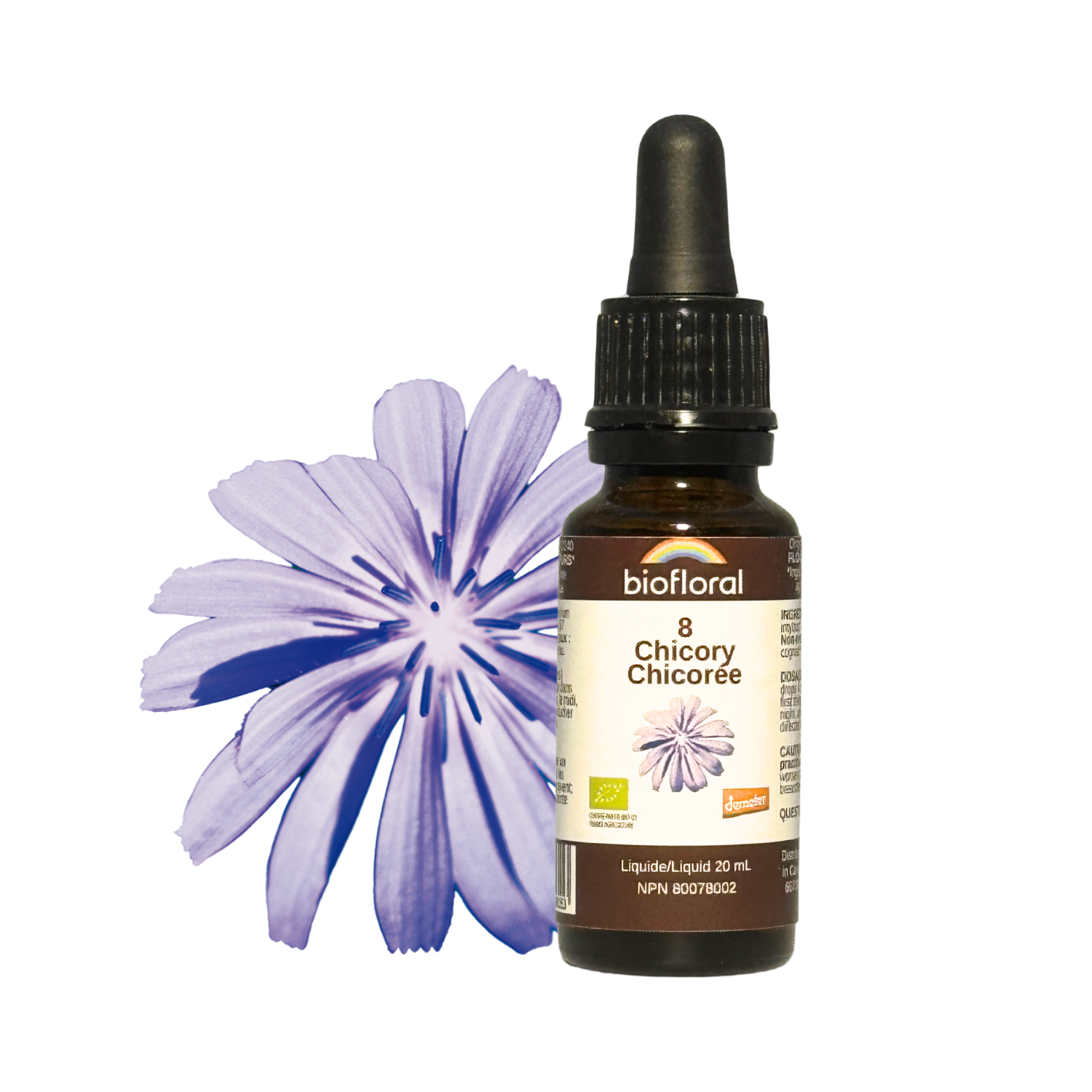 No. 8 Chicory | F-F08