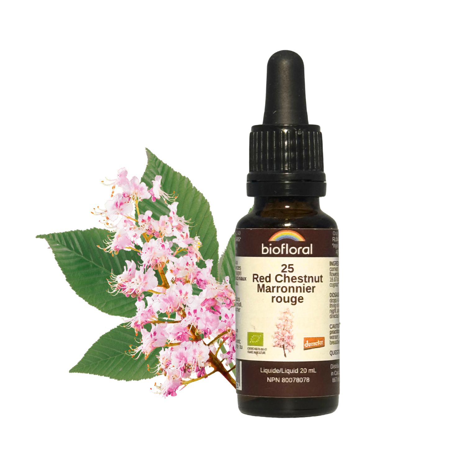 No. 25 Red Chestnut | F-F25