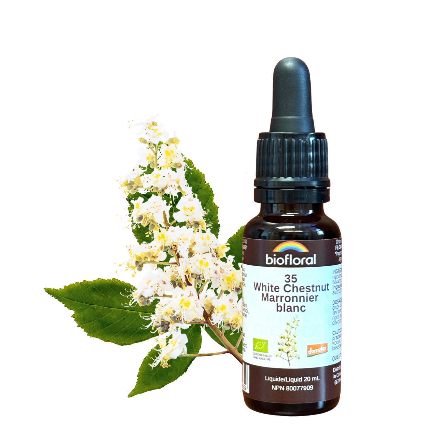No. 35 White Chestnut | F-F35