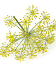 Fennel