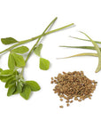 Fenugreek