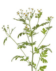 Feverfew