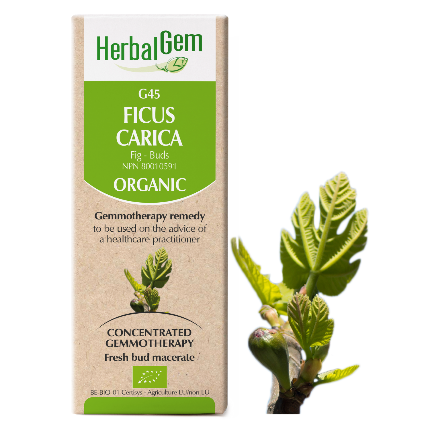 Ficus carica (Figuier) G45