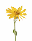 R80 Arnica Massage Oil