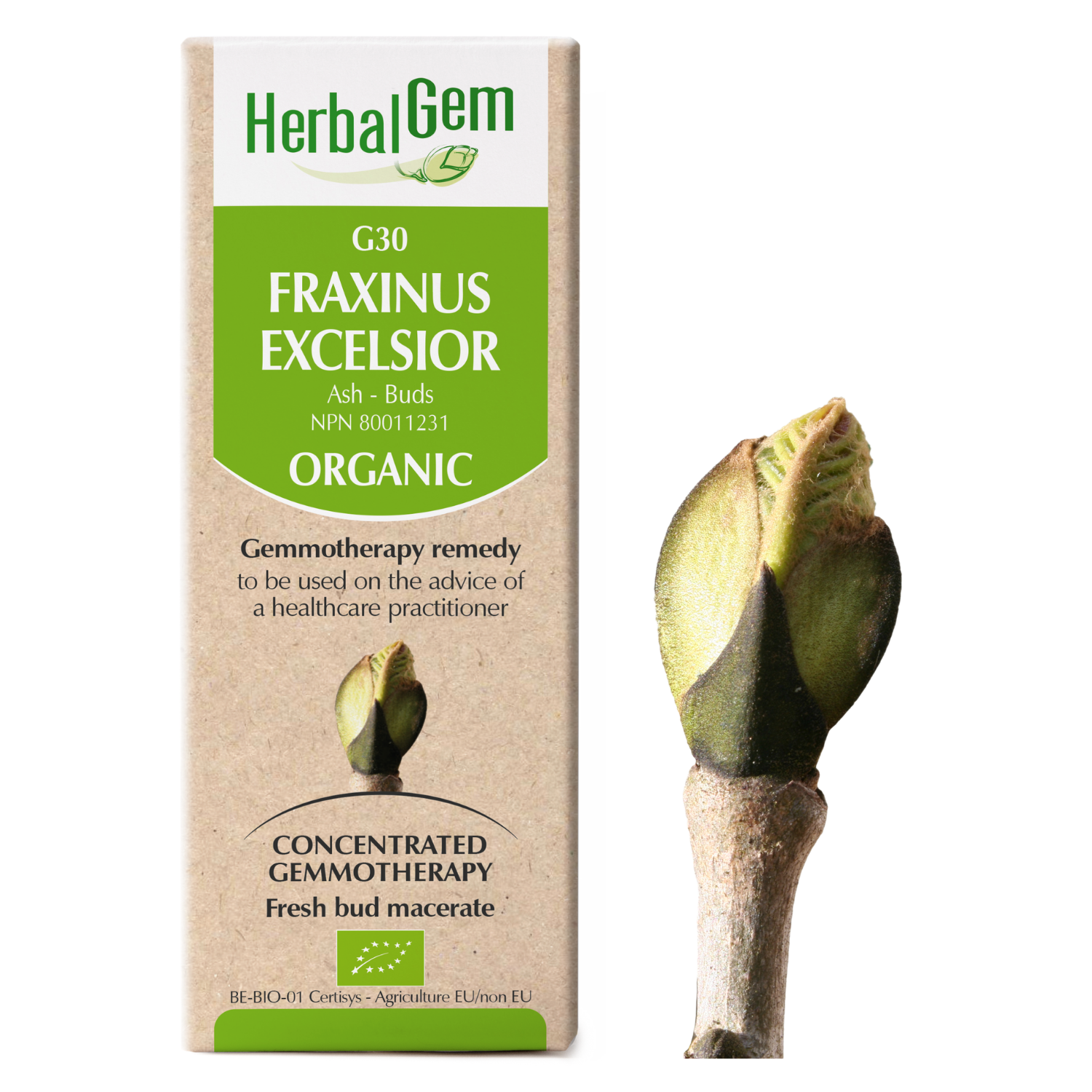 Fraxinus excelsior (Frêne) G30