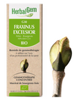 Fraxinus excelsior (Frêne) G30