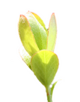 Vaccinium vitis-idaea (Cowberry) G39