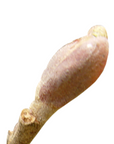 Alnus glutinosa (European alder) G44