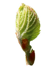 Vitis vinifera (Grape vine) G47