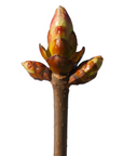 Aesculus hippocastanum (Horse chestnut) G53