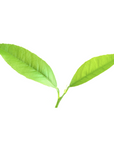 Citrus limonum (Lemon) G57