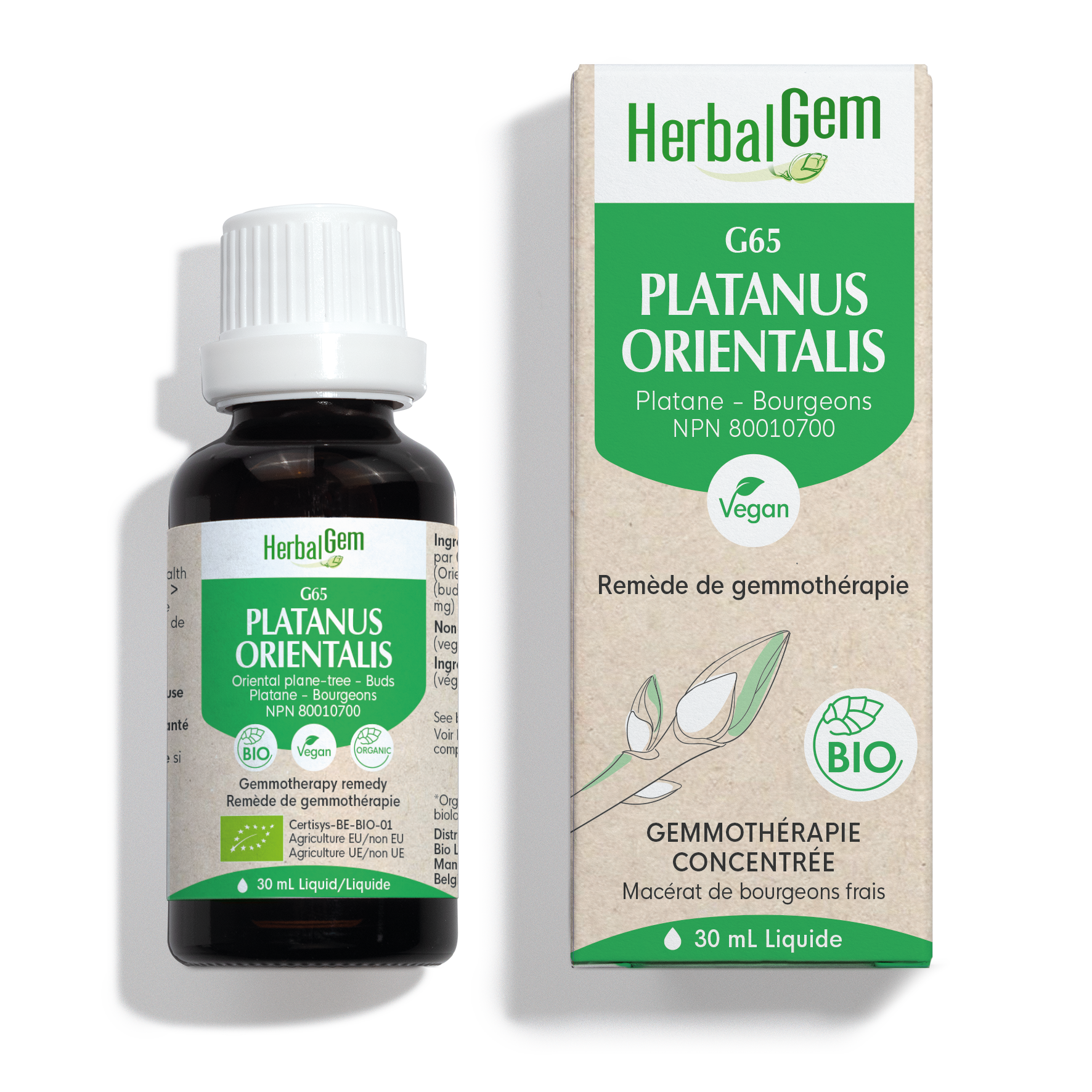 Platanus orientalis (Platane) G65