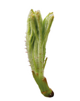 Rubus idaeus (Raspberry) G66