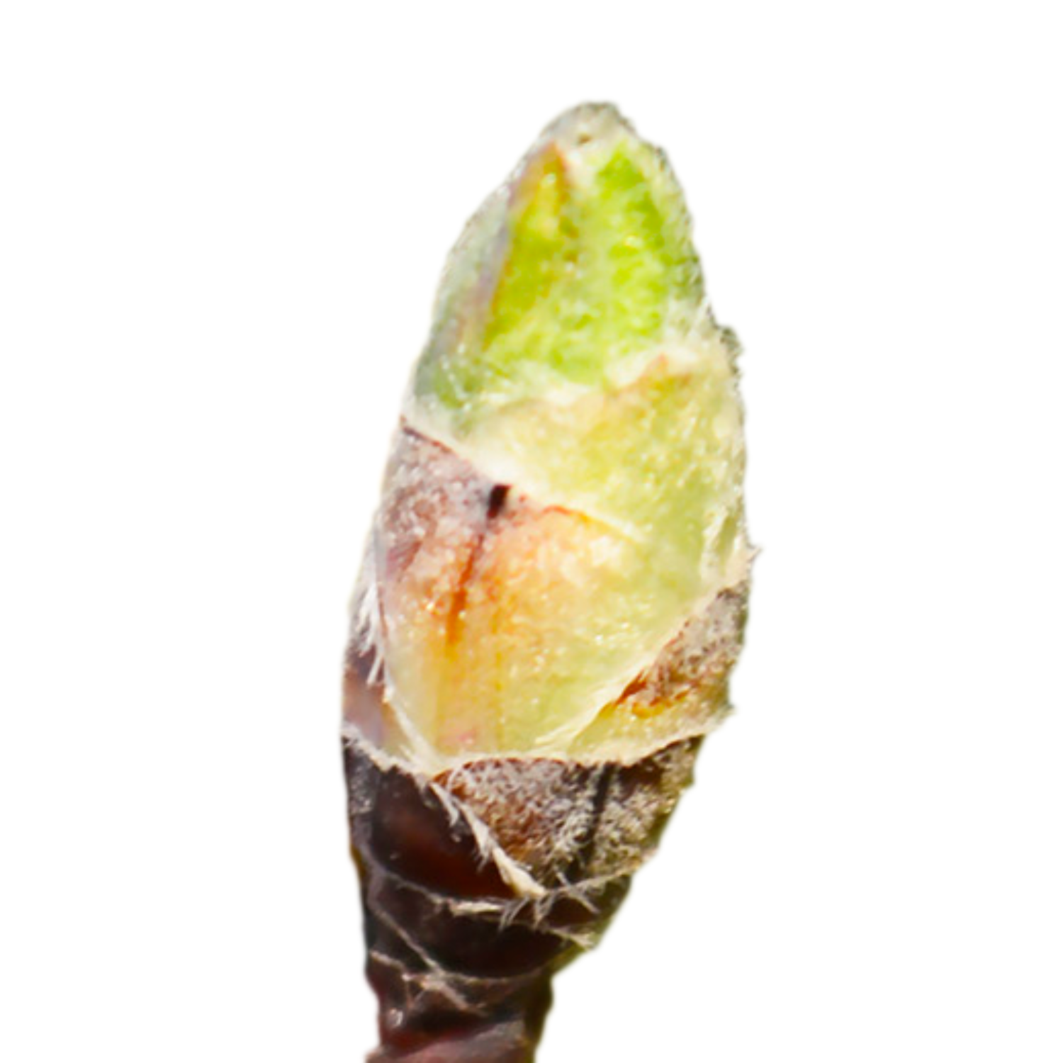 Prunus amygdalus (Sweet almond) G71