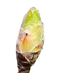 Prunus amygdalus (Amandier) G71