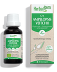 Ampelopsis veitchii (Vigne vierge) G74