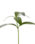 Vinca minor (Periwinkle) G89