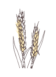 Wheat Germ | P-HV18