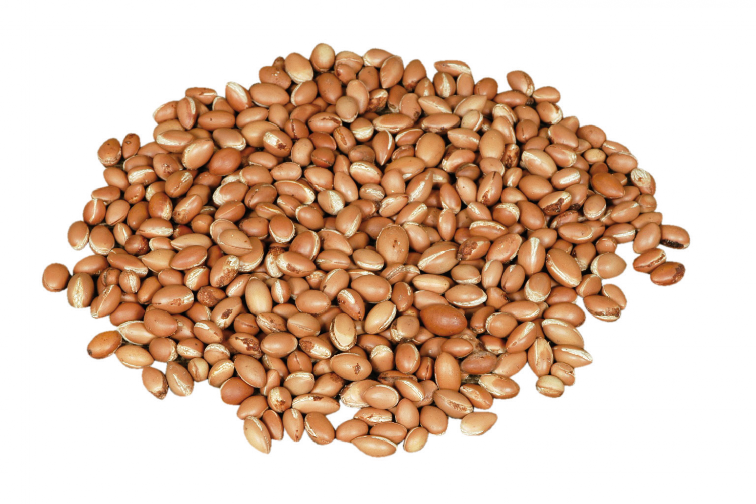 Argan | P-HV01