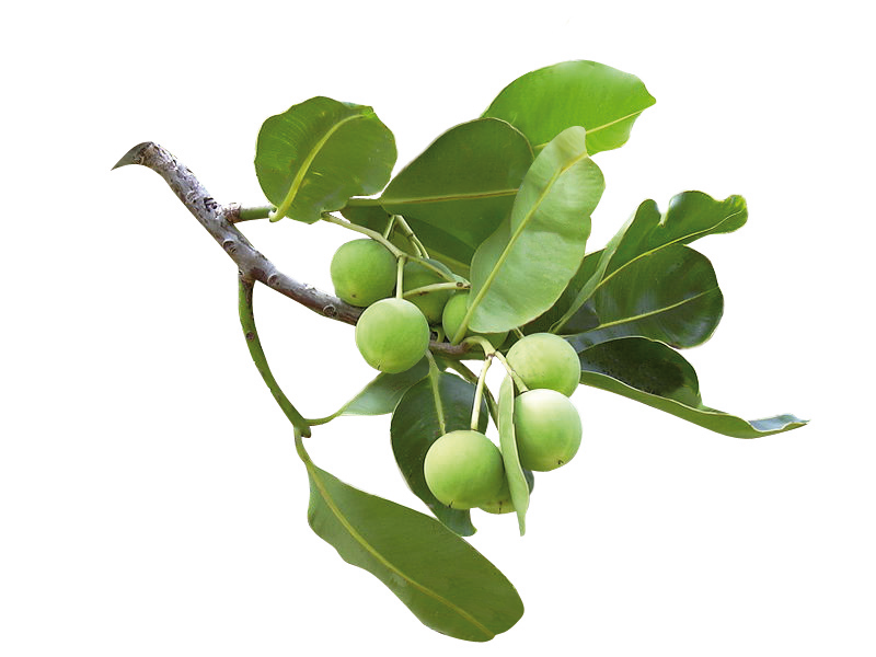 Calophylle | P-HV06