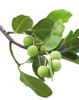 Calophylle | P-HV06