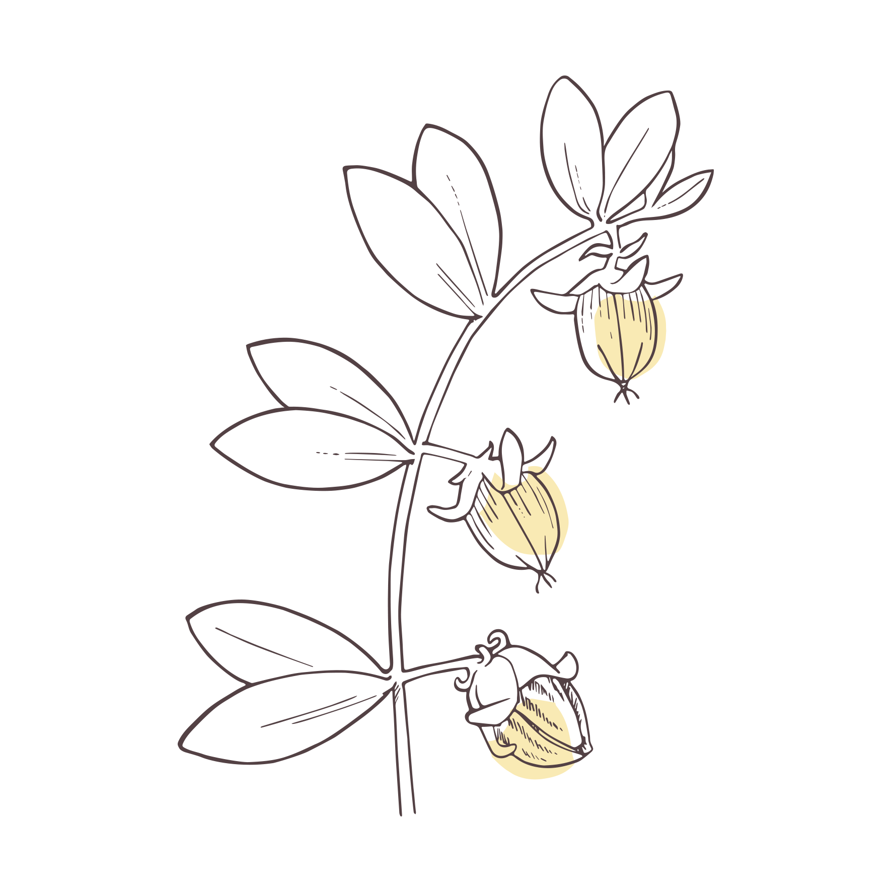 Jojoba | P-HV17