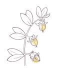 Jojoba | P-HV17
