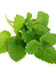 Lemon Balm