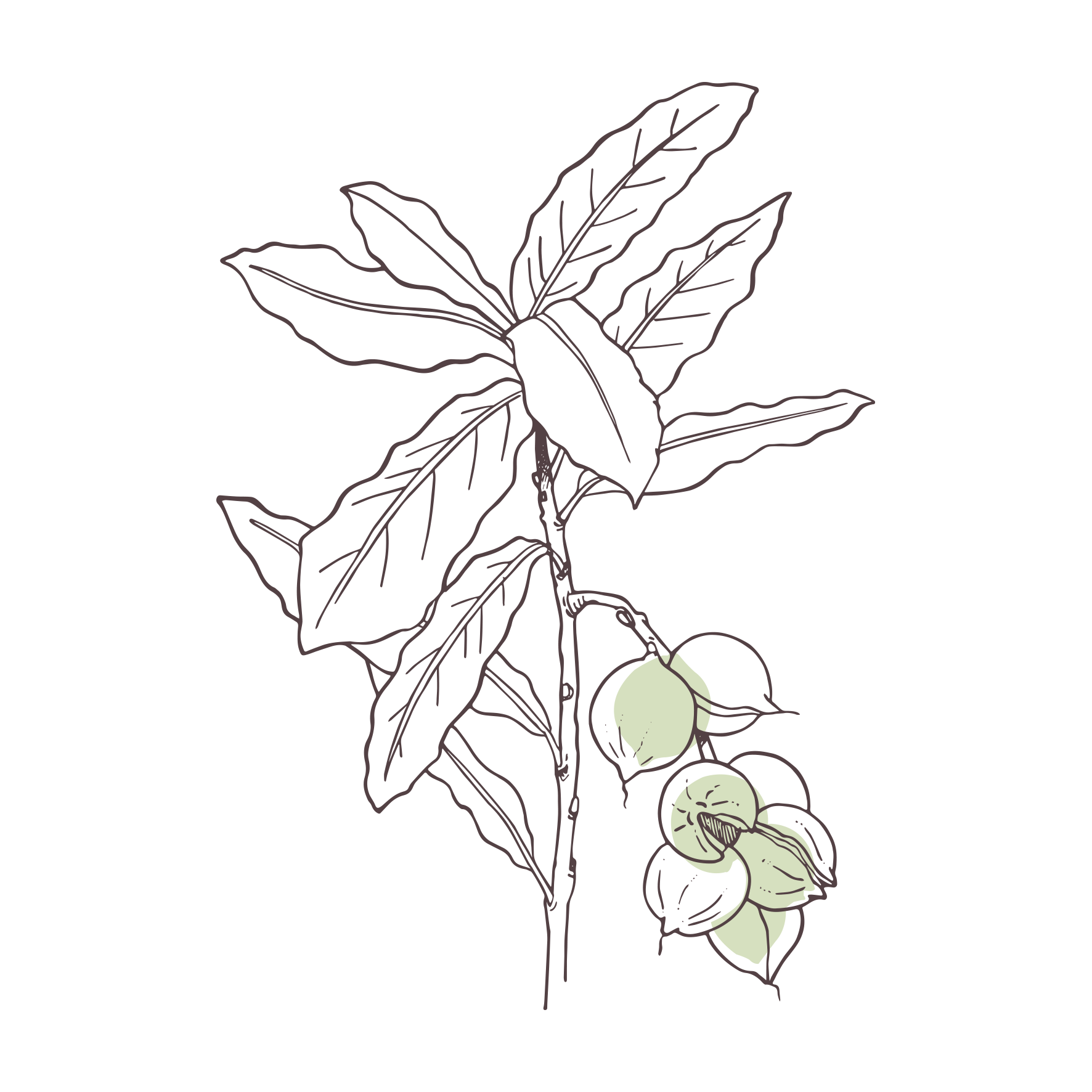 Macadamia | P-HV10