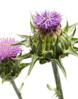 Milk Thistle