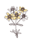 St. John's Wort | P-HV09