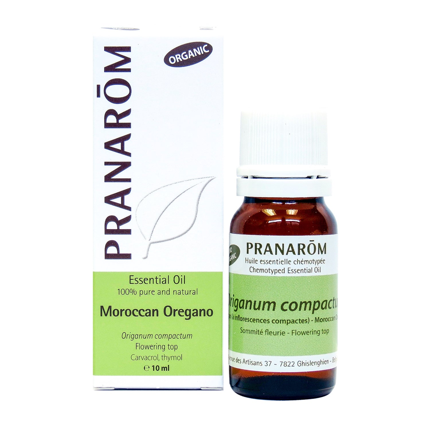 Moroccan Oregano | P-E44