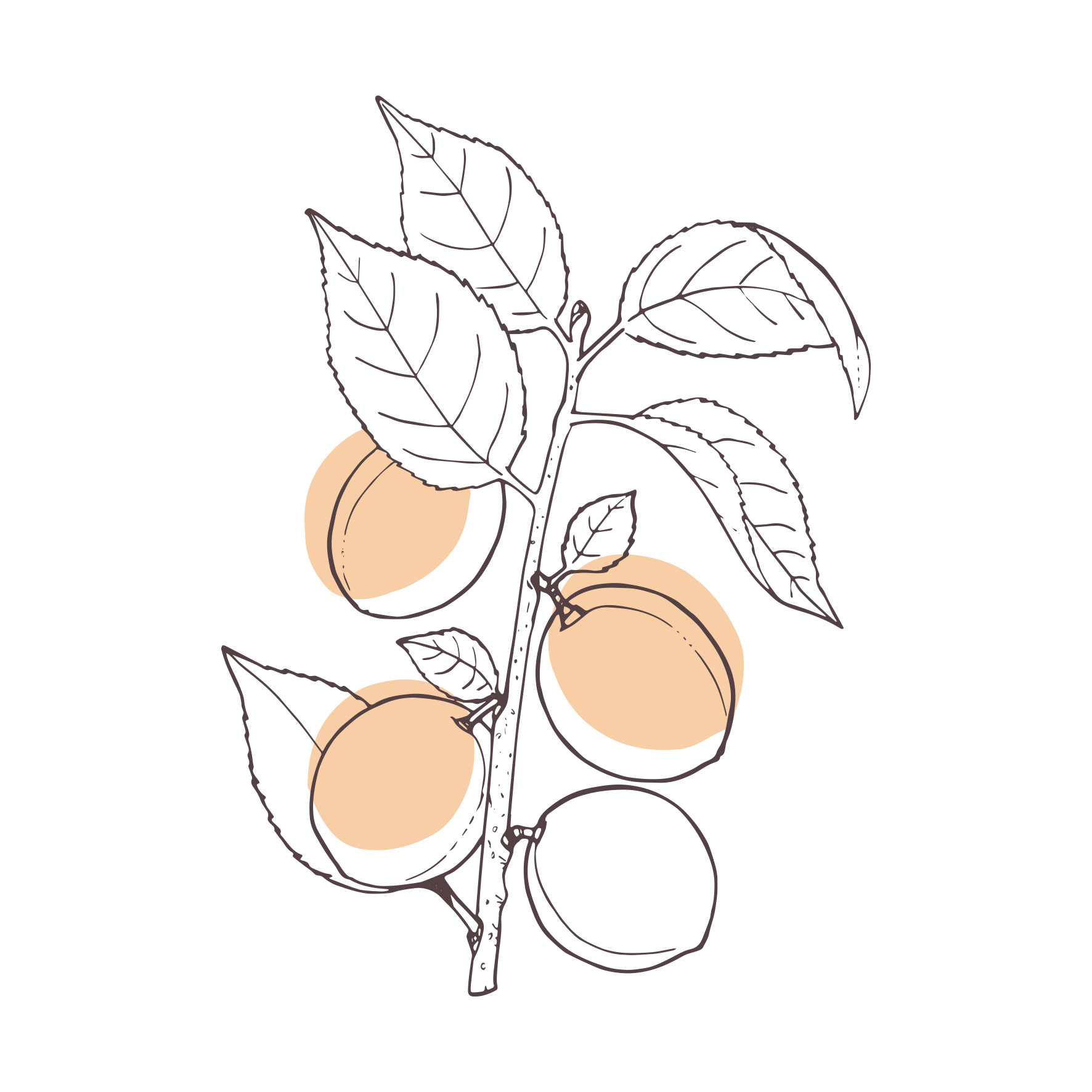 Noyau d’abricot | P-HV15