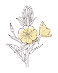 Evening Primrose | P-HV12