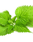 Nettle