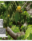 Ylang-Ylang (totum) | P-E03