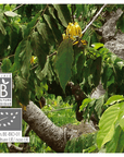 Ylang-Ylang (totum)