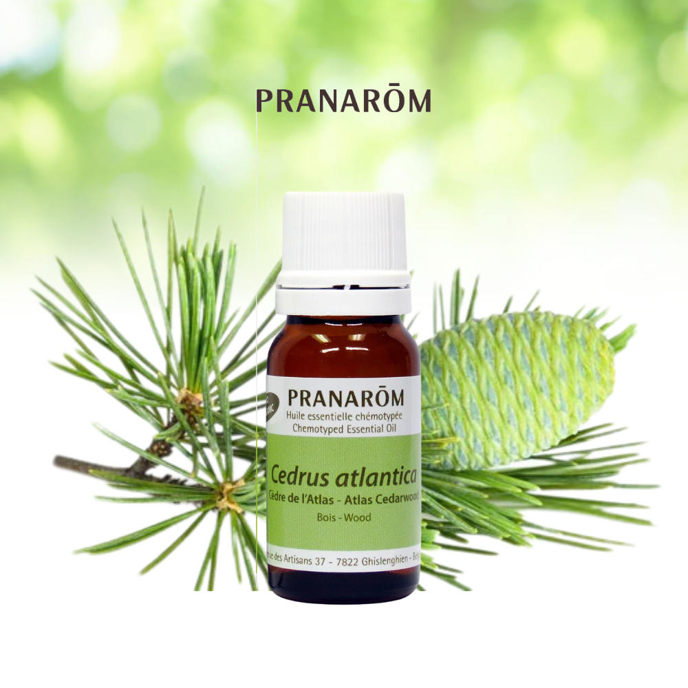 Cèdre de l’Atlas | P-E04