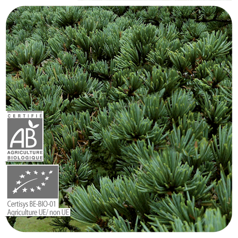 Cèdre de l’Atlas | P-E04