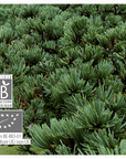 Atlas Cedarwood | P-E04