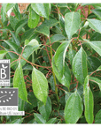 Chinese Cinnamon | P-E09