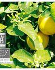 Bergamote | P-E13