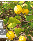 Citron | P-E14