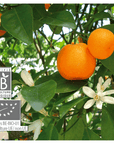 Mandarin | P-E16