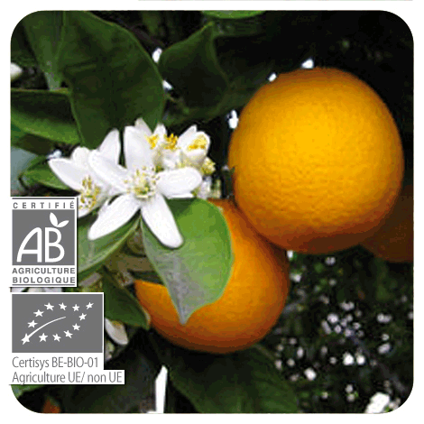 Orange douce | P-E17
