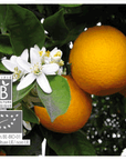 Orange douce | P-E17