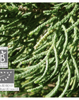 Cypress | P-E18