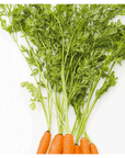 Carrot | P-E22